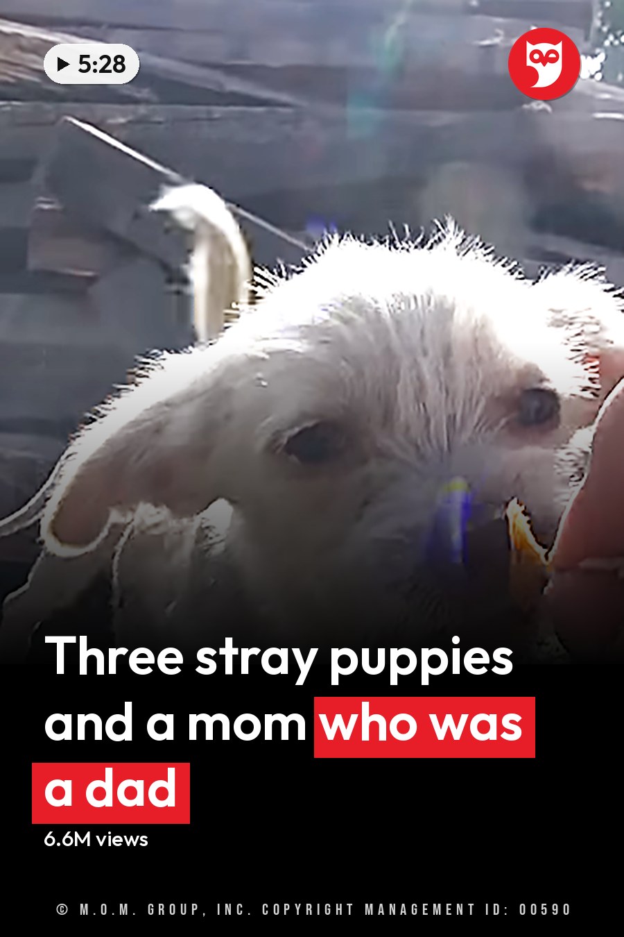 Two small white puppies with wet fur, likely terriers or a mix including terrier traits, being held by an adult in an outdoor yard setting. The headline runs in white letters across the lower third.