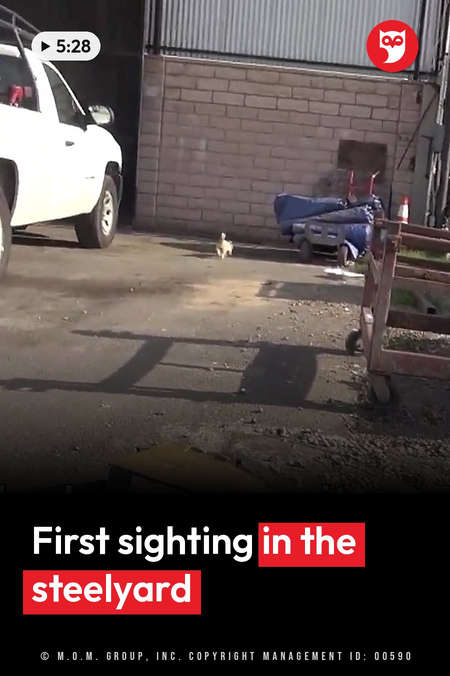 A small dog walks across a paved lot beside a white truck and a building with a brick wall. A headline runs in white letters across the lower third.