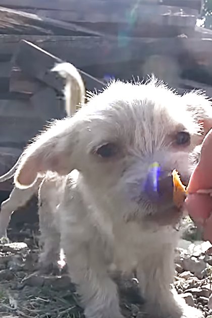 Two small white puppies with wet fur, likely terriers or a mix including terrier traits, being held by an adult in an outdoor yard setting.