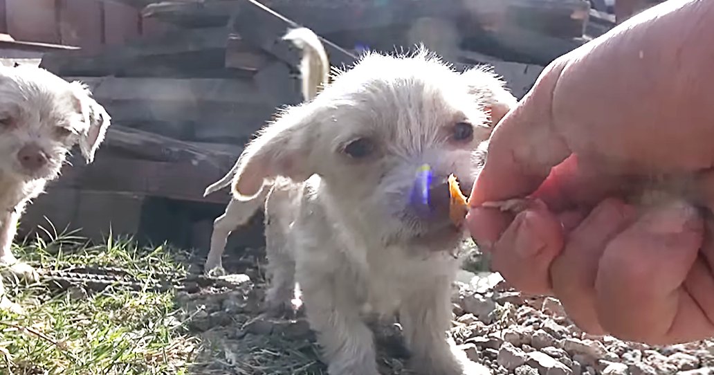 Two small white puppies with wet fur, likely terriers or a mix including terrier traits, being held by an adult in an outdoor yard setting.