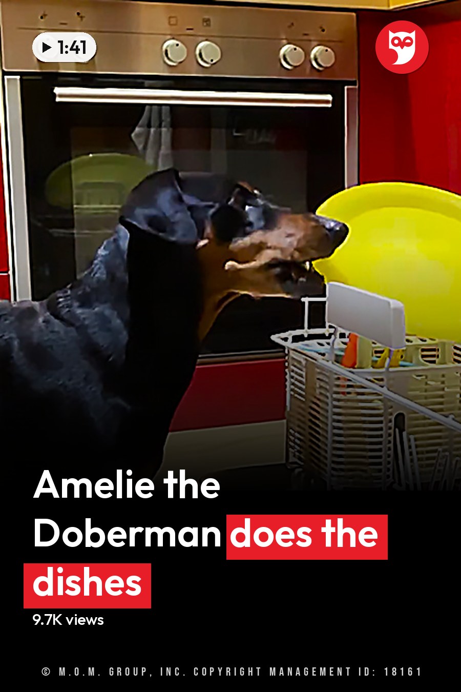A black and tan Doberman Pinscher in a residential kitchen setting with red cabinets, yellow plate in open Miele dishwasher. The headline runs in white letters across the lower third.