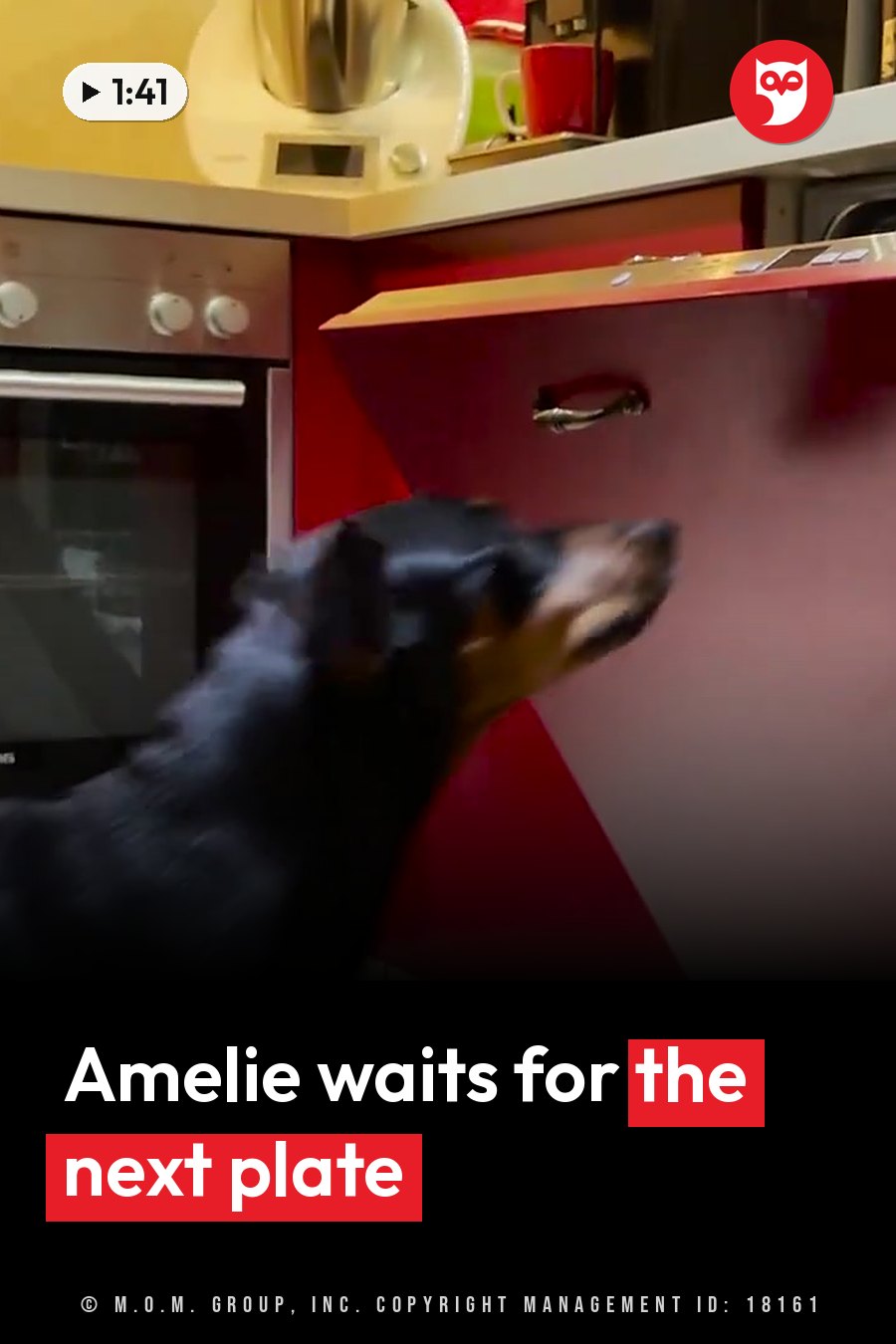 A black-and-tan Doberman stands in a kitchen and looks up toward a red cabinet with a silver handle. A headline runs in white letters across the lower third.