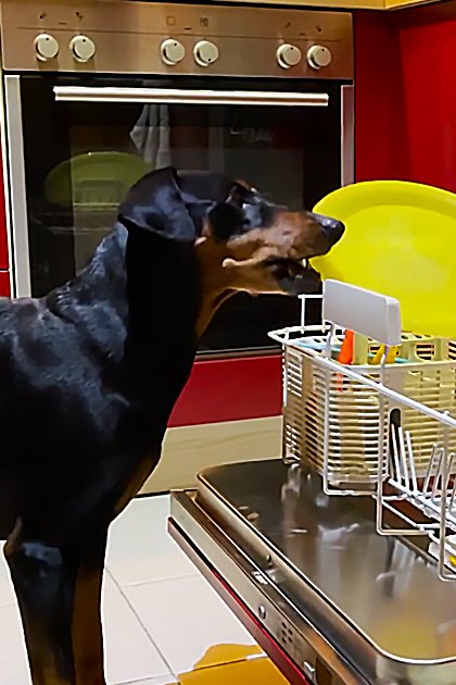 A black and tan Doberman Pinscher in a residential kitchen setting with red cabinets, yellow plate in open Miele dishwasher.