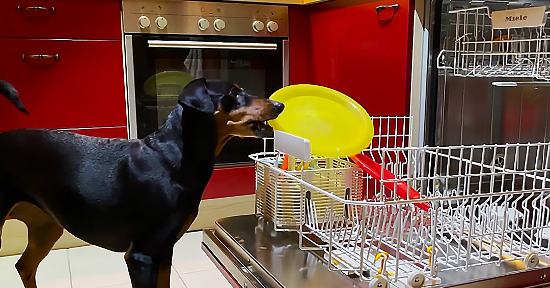 A black and tan Doberman Pinscher in a residential kitchen setting with red cabinets, yellow plate in open Miele dishwasher.