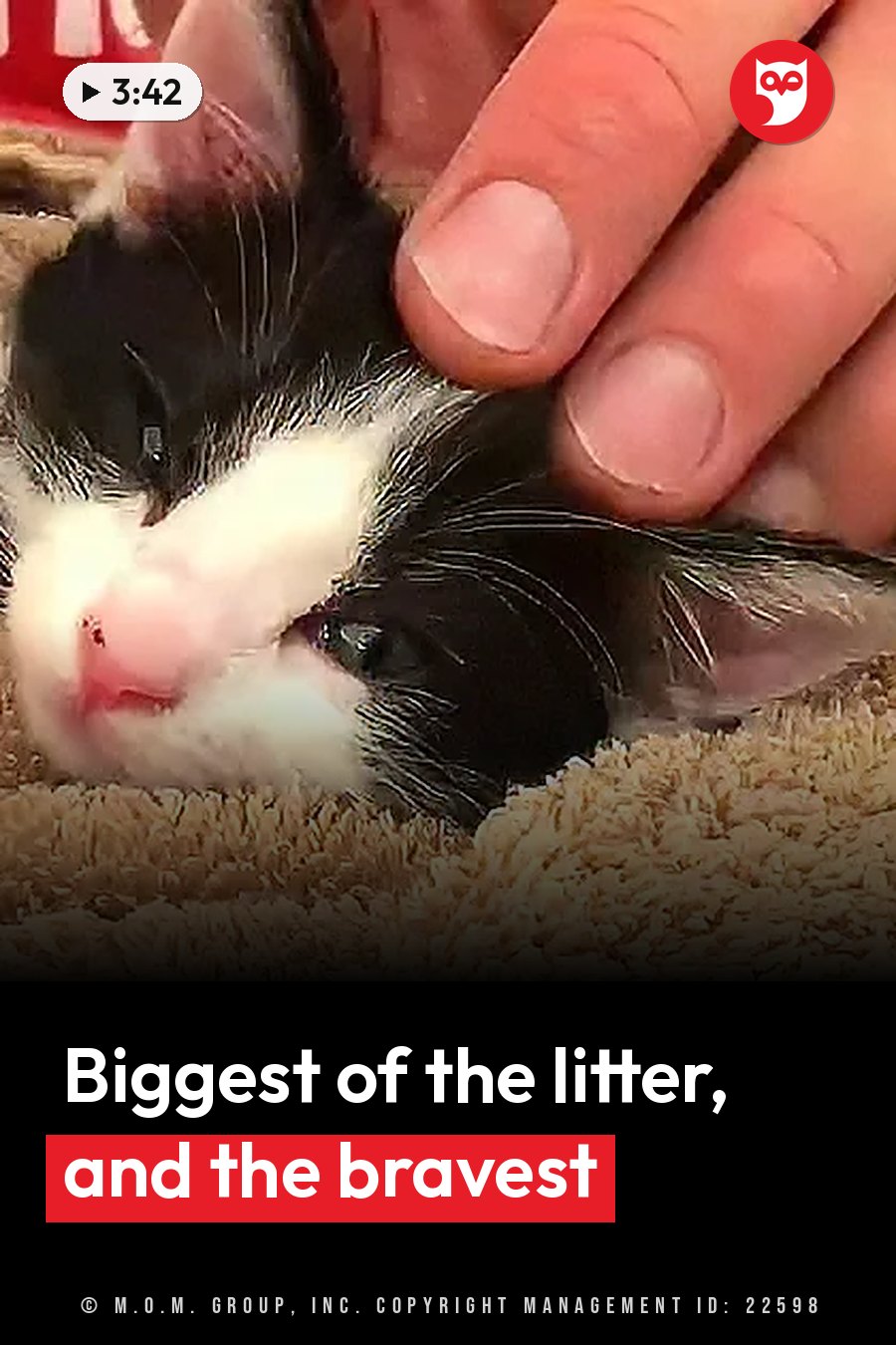 A hand pets a black and white kitten resting on a textured beige surface. A headline runs in white letters across the lower third.