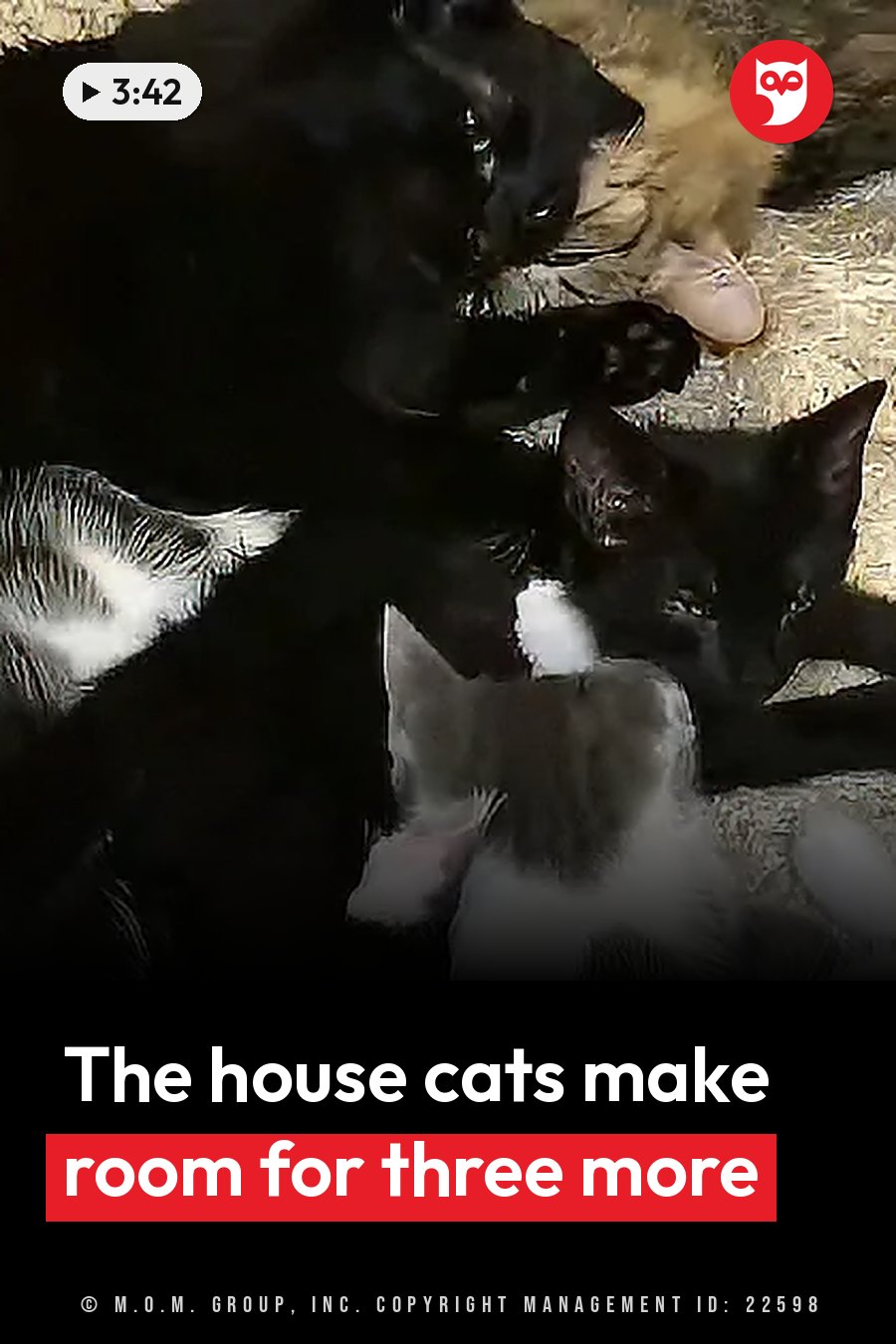 Several cats, some black and one with white markings, lie together on straw bedding. A headline runs in white letters across the lower third.