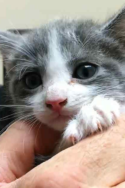 A young tabby kitten with gray and white fur indoors, possibly a home office environment.