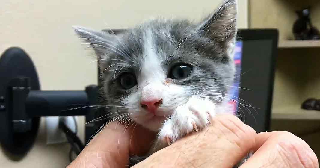 A young tabby kitten with gray and white fur indoors, possibly a home office environment.