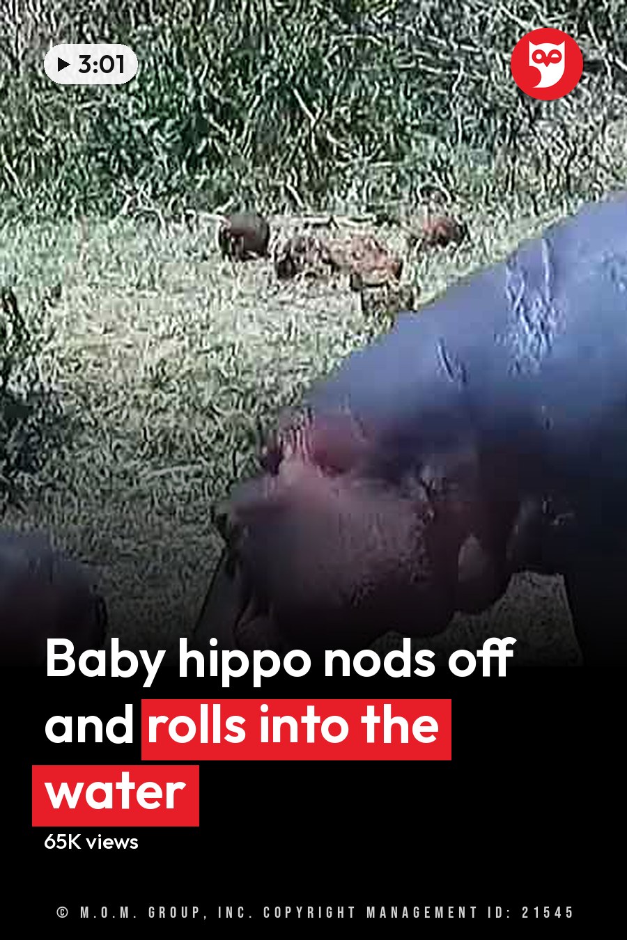 A hippopotamus mother with her juvenile calf in a natural outdoor setting, surrounded by green grass and shrubs under clear daytime weather conditions. The headline runs in white letters across the lower third.