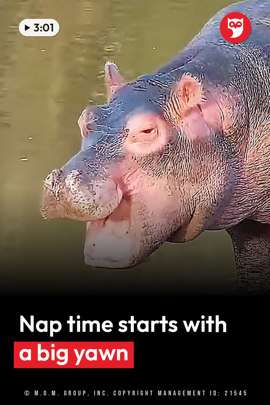 A hippopotamus, mouth wide open, sits partly under murky green water. A headline runs in white letters across the lower third.