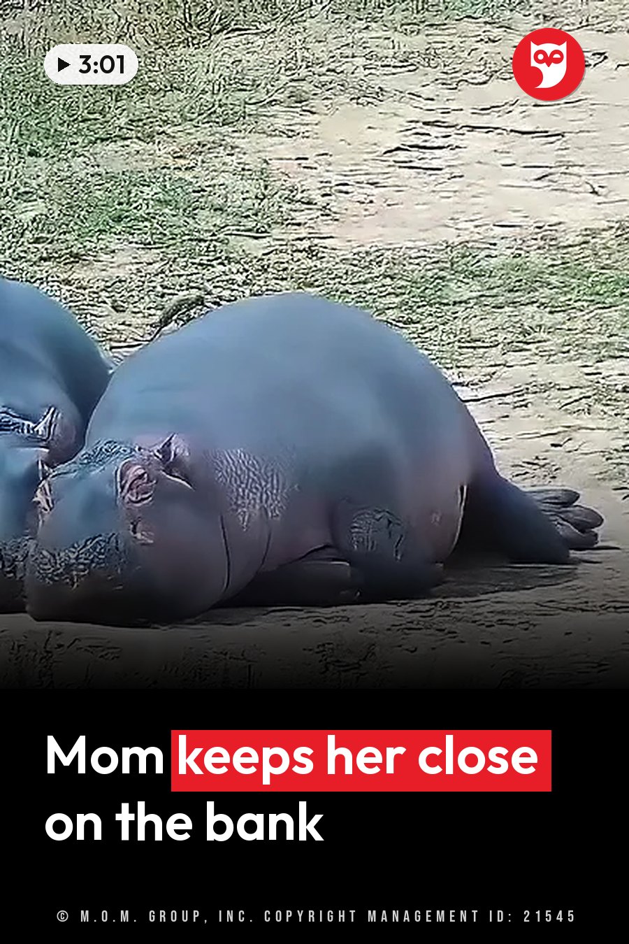 A large hippopotamus lies on dry ground near sparse grass, with part of a second hippo visible alongside. A headline runs in white letters across the lower third.