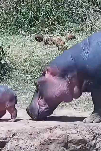 A hippopotamus mother with her juvenile calf in a natural outdoor setting, surrounded by green grass and shrubs under clear daytime weather conditions.