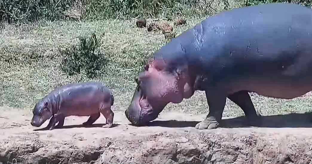 A hippopotamus mother with her juvenile calf in a natural outdoor setting, surrounded by green grass and shrubs under clear daytime weather conditions.