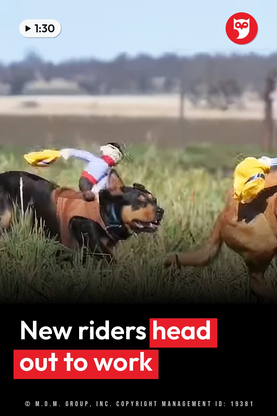 Two dogs run through tall grass with small cowboy figures on their backs, one figure wearing a yellow hat. A headline runs in white letters across the lower third.