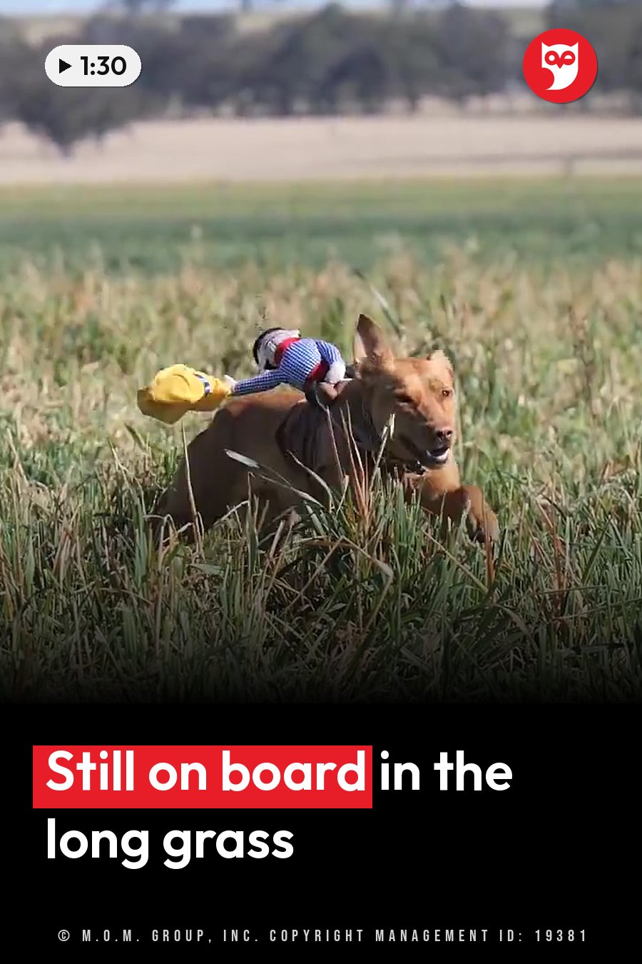 A dog runs through tall grass with a small toy rider fastened on top. A headline runs in white letters across the lower third.