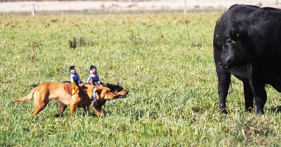 Two children riding a medium-sized golden-brown dog in an open grassy field with fencing and dirt path, spring or summer daylight.