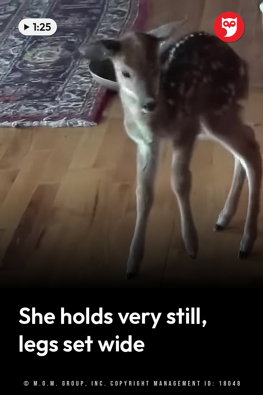 A young deer with spotted fur stands on a wooden floor near a patterned rug, looking toward the camera. A headline runs in white letters across the lower third.