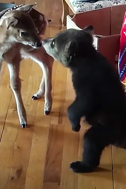 A fawn deer and a black dog in an indoor home setting, surrounded by pet food and household items.