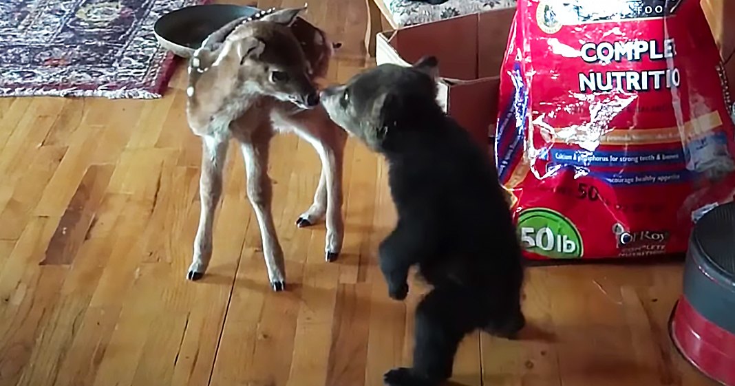 A fawn deer and a black dog in an indoor home setting, surrounded by pet food and household items.