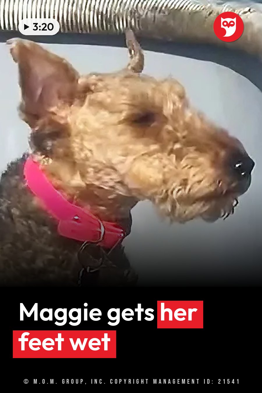 Maggie, wet and wearing a red collar, sits near the water with her head turned slightly to one side. A headline runs in white letters across the lower third.