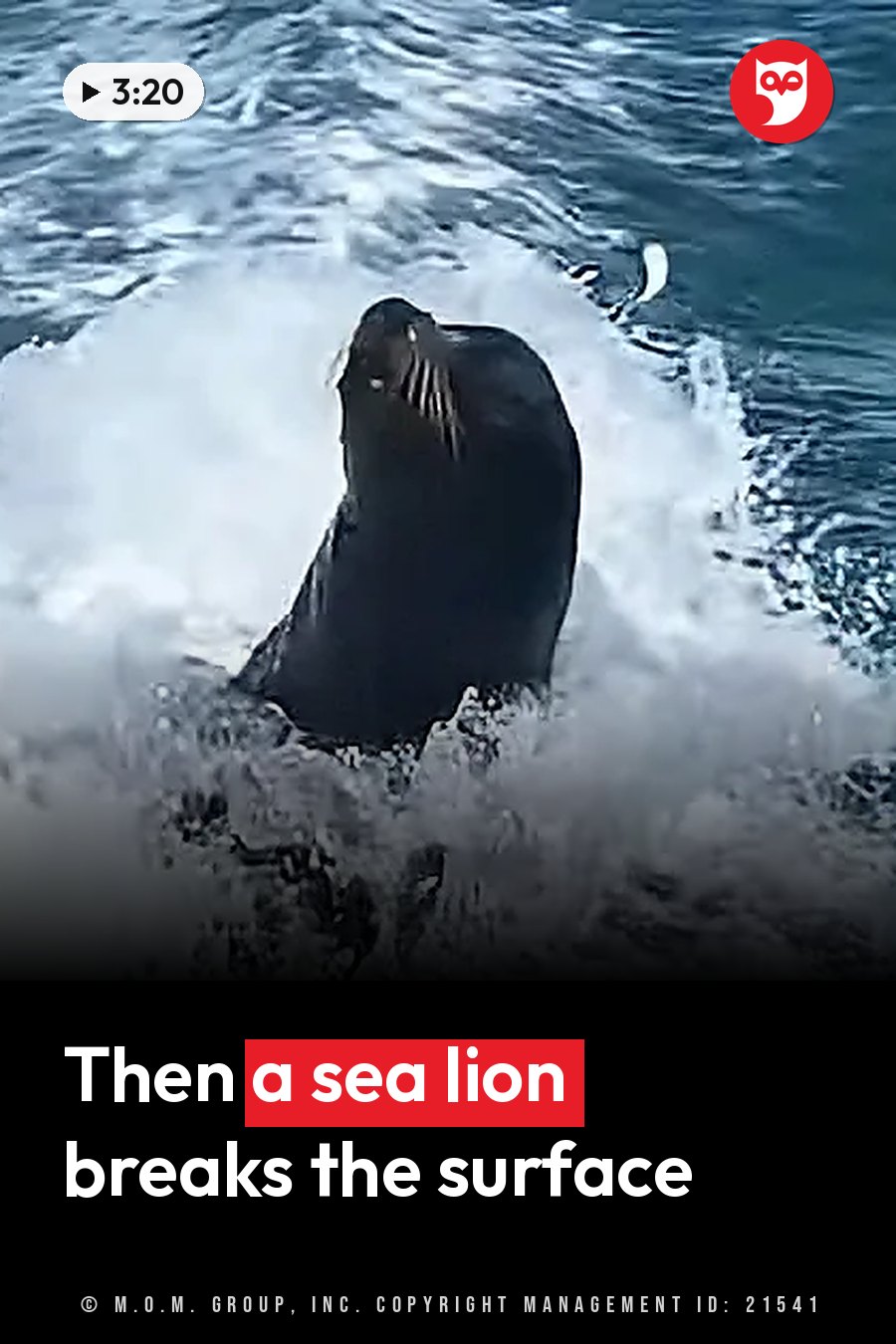 A dark sea lion comes up out of rough blue water, throwing white splashes around its head and body. A headline runs in white letters across the lower third.