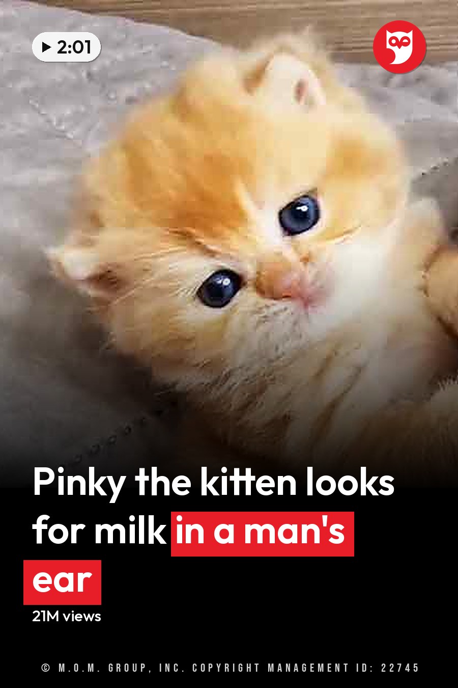 An orange tabby kitten with white patches, possibly a Persian breed, indoors next to an adult male wearing light-colored shorts in natural daylight. The headline runs in white letters across the lower third.