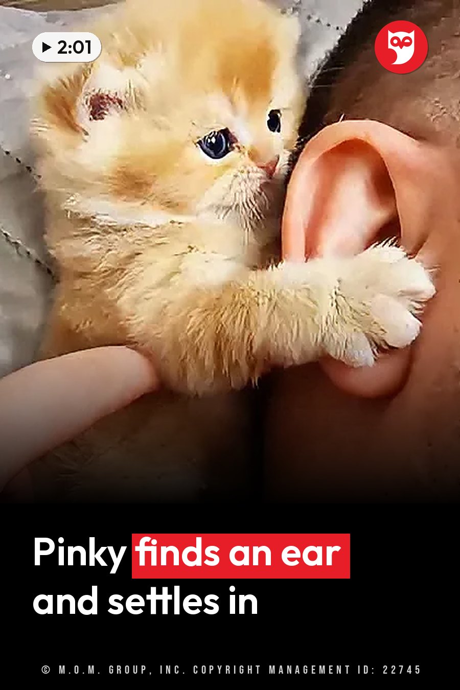 A fluffy orange kitten grips a person's ear with one paw while a hand holds her close to the person's head. A headline runs in white letters across the lower third.