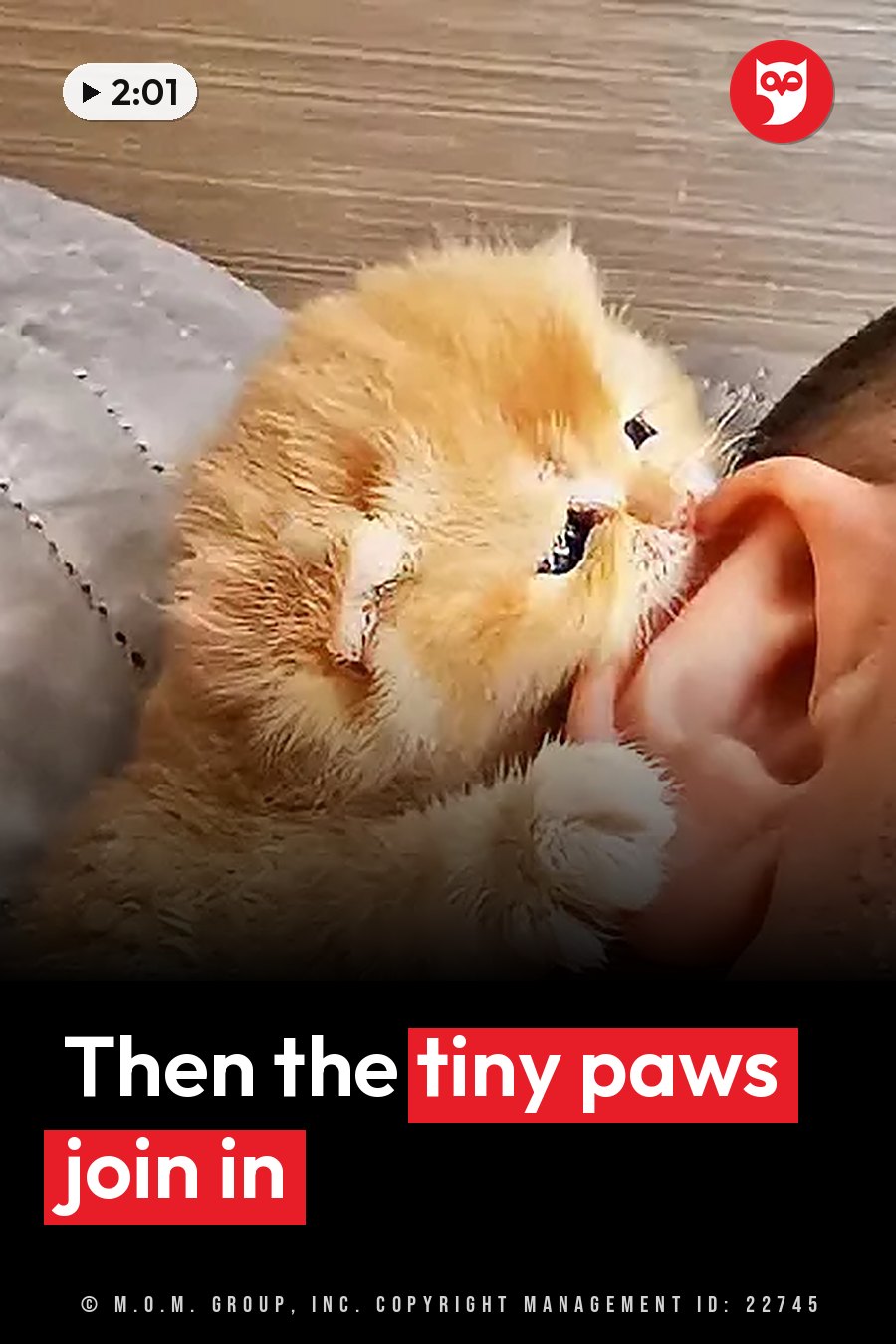 A fluffy orange kitten lies on a soft surface near a wooden floor and grips a person's hand with her paws. A headline runs in white letters across the lower third.