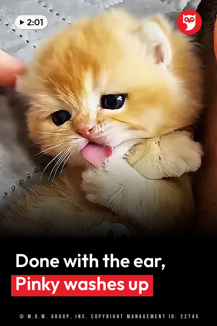 A fluffy orange kitten licks her paw while a person's hand holds her. A headline runs in white letters across the lower third.