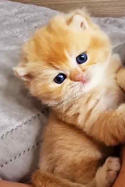 An orange tabby kitten with white patches, possibly a Persian breed, indoors next to an adult male wearing light-colored shorts in natural daylight.