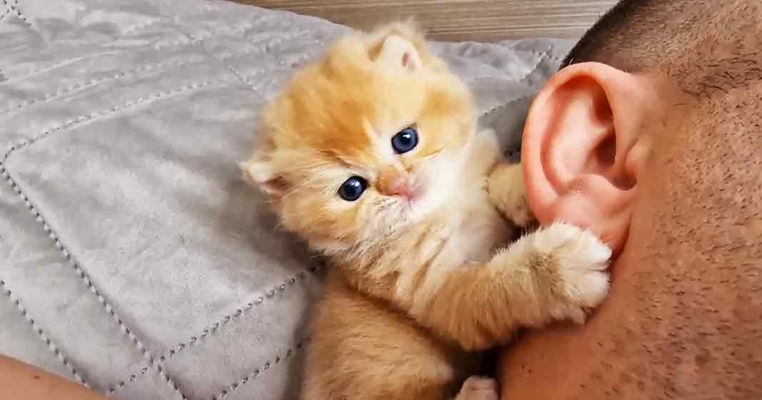 An orange tabby kitten with white patches, possibly a Persian breed, indoors next to an adult male wearing light-colored shorts in natural daylight.
