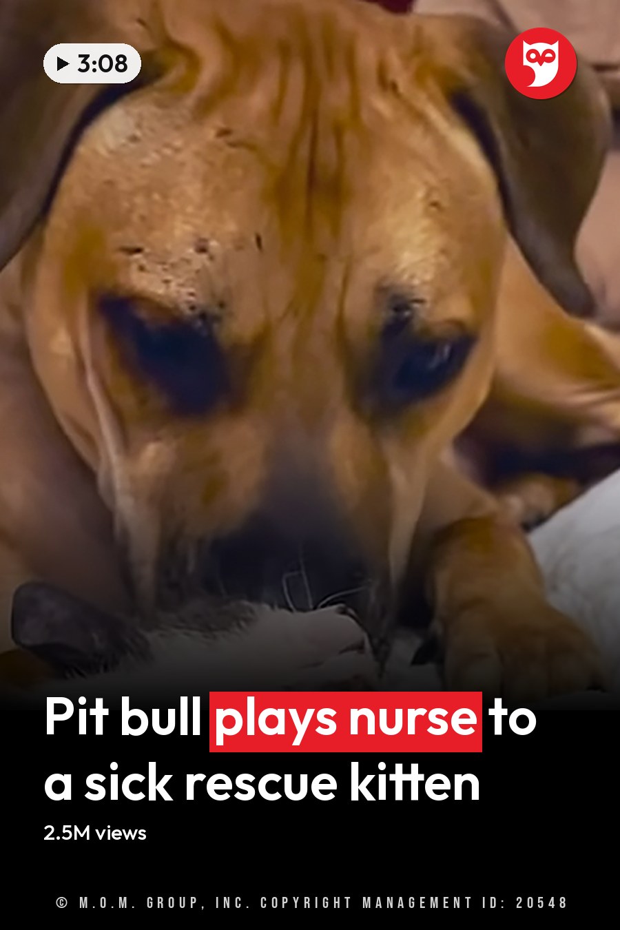 Two cats, one likely a kitten with a domestic shorthair coat and another adult Boxer or similar medium-sized breed, interact in an indoor bedroom setting. Neutral-colored bedding and soft natural light suggest daytime. The headline runs in white letters across the lower third.