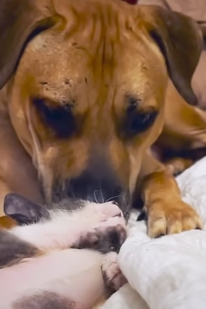 Two cats, one likely a kitten with a domestic shorthair coat and another adult Boxer or similar medium-sized breed, interact in an indoor bedroom setting. Neutral-colored bedding and soft natural light suggest daytime.