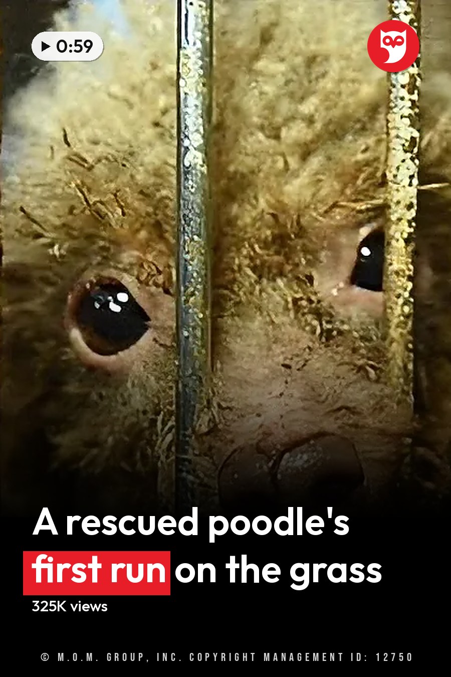A small, light-brown kinkajou with dark markings on its face and ears peers through cage bars in an animal shelter setting. The headline runs in white letters across the lower third.