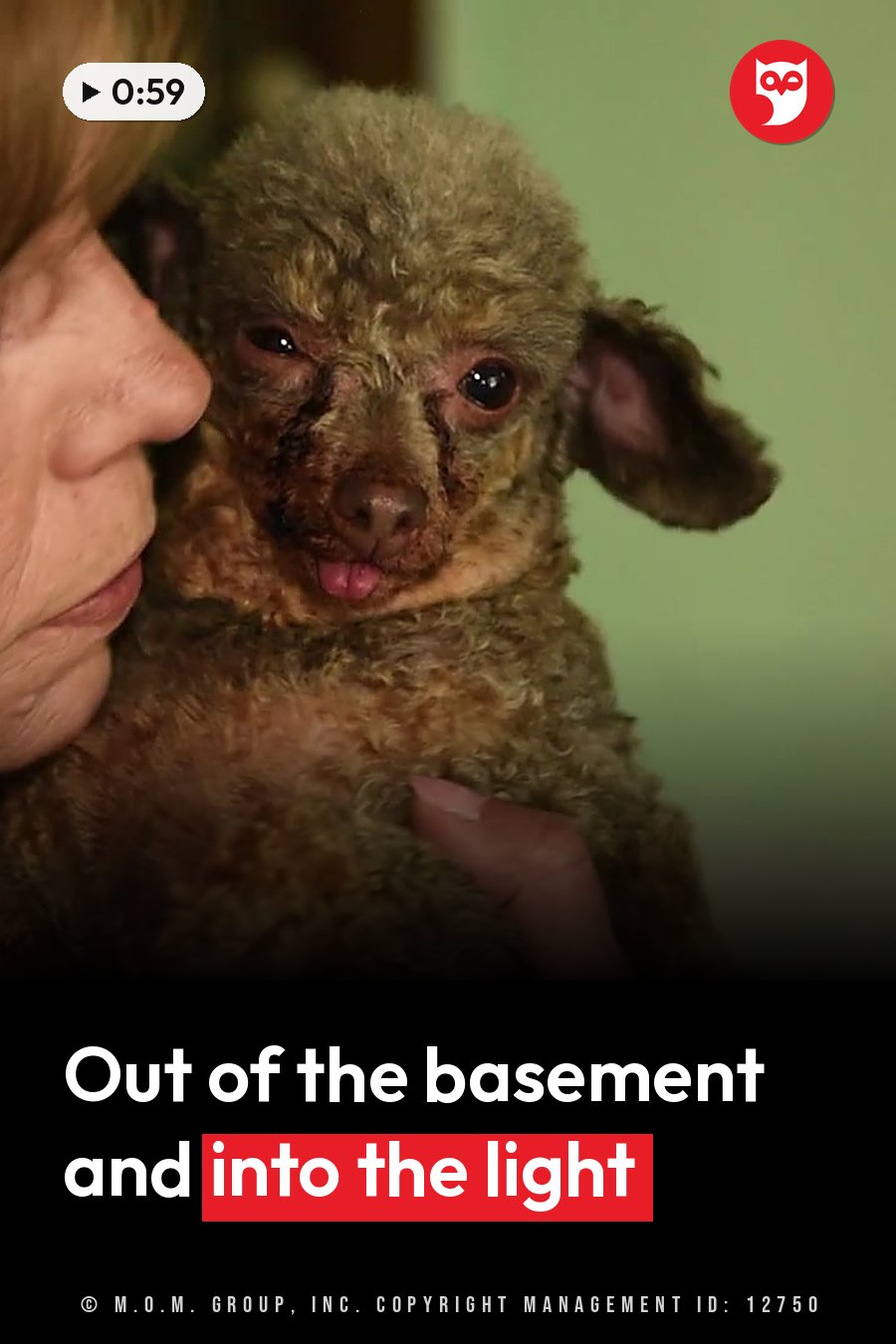 A person holds a small, curly-haired dog with her tongue out, looking toward the camera. A headline runs in white letters across the lower third.