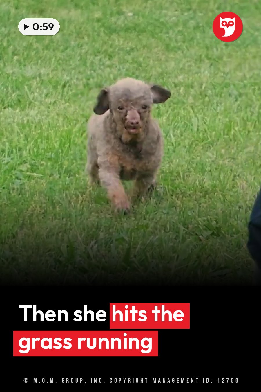 A small dog with matted fur runs toward the camera across green grass. A headline runs in white letters across the lower third.