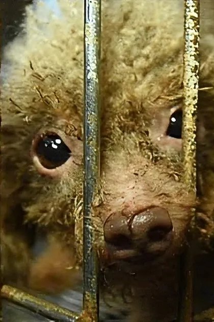 A small, light-brown kinkajou with dark markings on its face and ears peers through cage bars in an animal shelter setting.