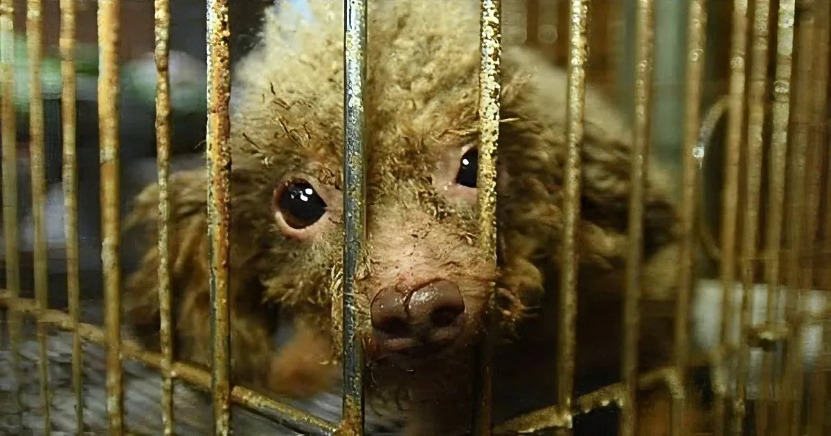A small, light-brown kinkajou with dark markings on its face and ears peers through cage bars in an animal shelter setting.