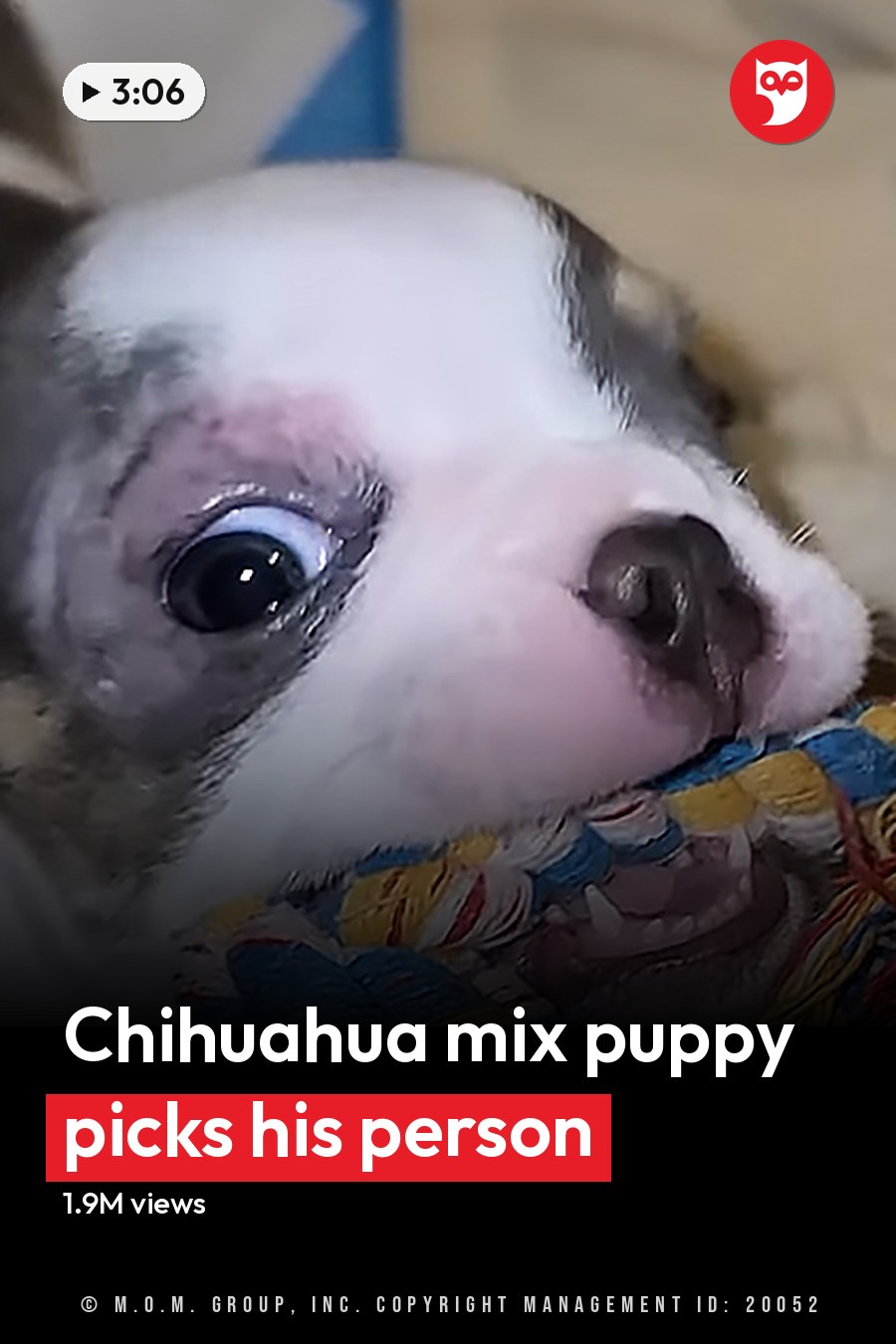 A young girl in a red striped shirt holds a small Chihuahua puppy with white and gray fur indoors, bathed recently as indicated by her wet hair. A colorful rope toy is held by the puppy. The headline runs in white letters across the lower third.
