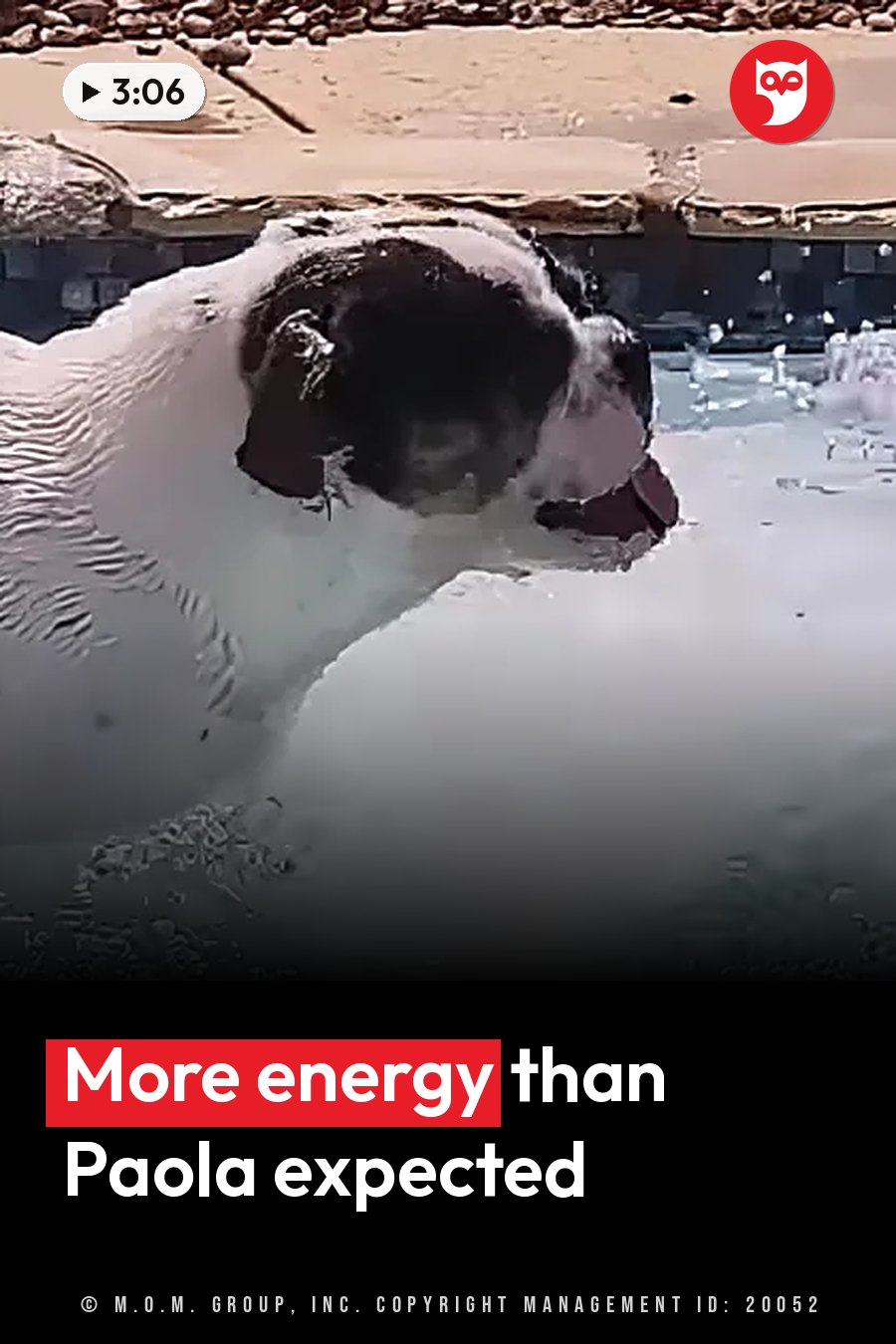 A black-and-white dog swims with his head under the water near a stone edge. A headline runs in white letters across the lower third.