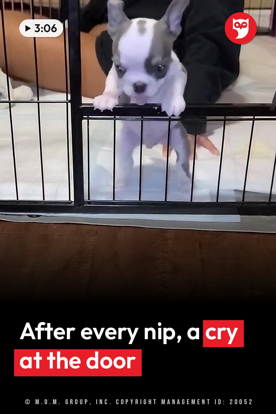 A small white and gray puppy stands on his hind legs in a black wire crate, front paws gripping the top bar. A headline runs in white letters across the lower third.