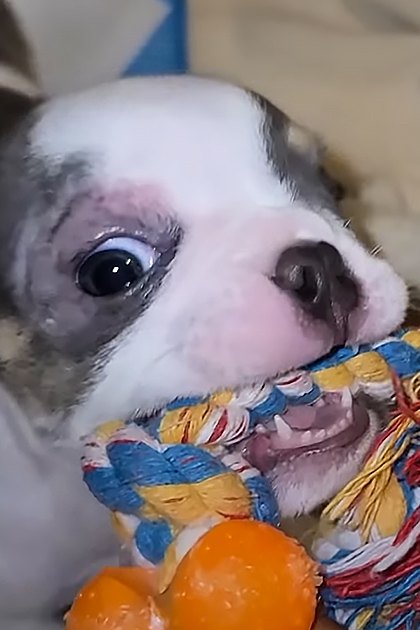A young girl in a red striped shirt holds a small Chihuahua puppy with white and gray fur indoors, bathed recently as indicated by her wet hair. A colorful rope toy is held by the puppy.