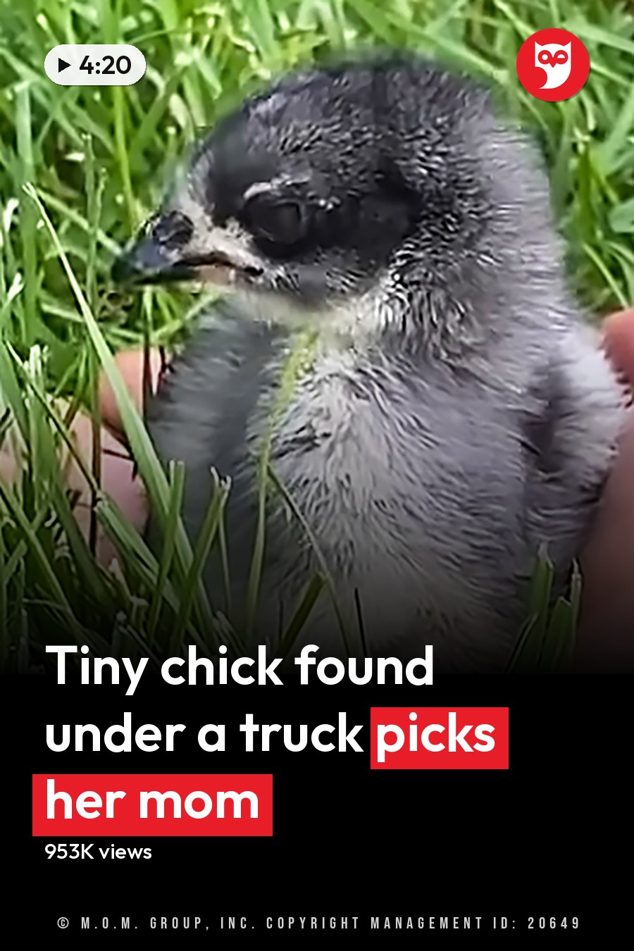 A baby chick with fluffy downy gray feathers, held by an adult hand outdoors in a grassy area on what appears to be a warm day. The headline runs in white letters across the lower third.