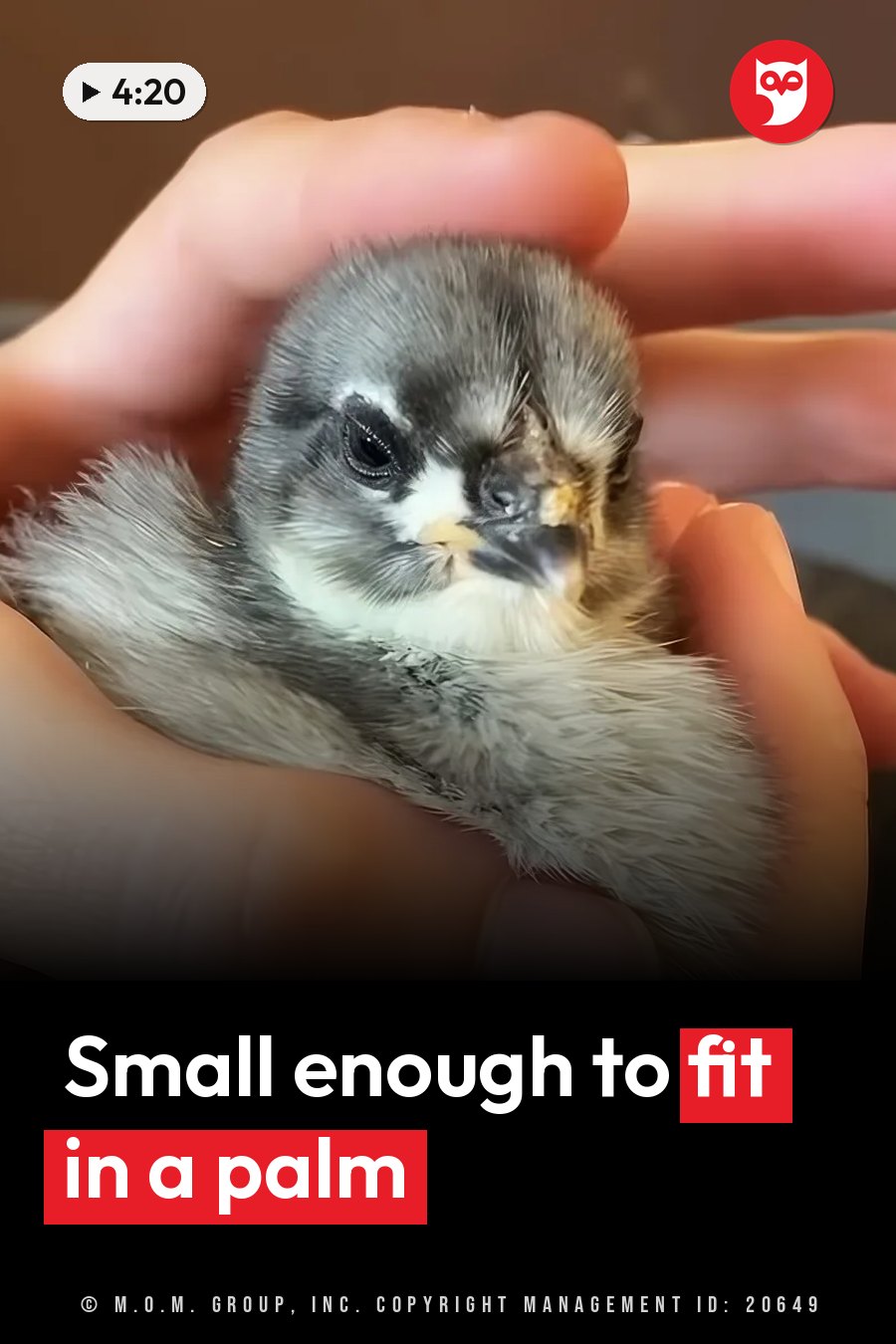 A small chick with gray and white feathers rests in a person's cupped hands. A headline runs in white letters across the lower third.