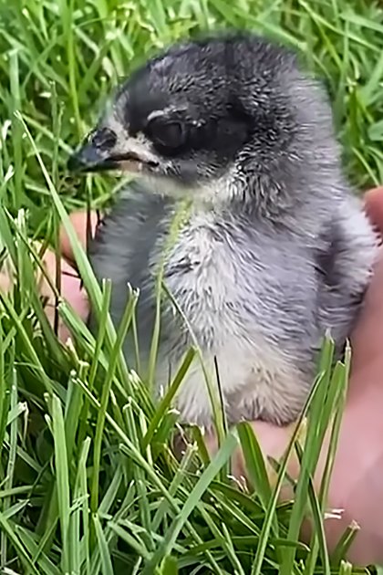 A baby chick with fluffy downy gray feathers, held by an adult hand outdoors in a grassy area on what appears to be a warm day.