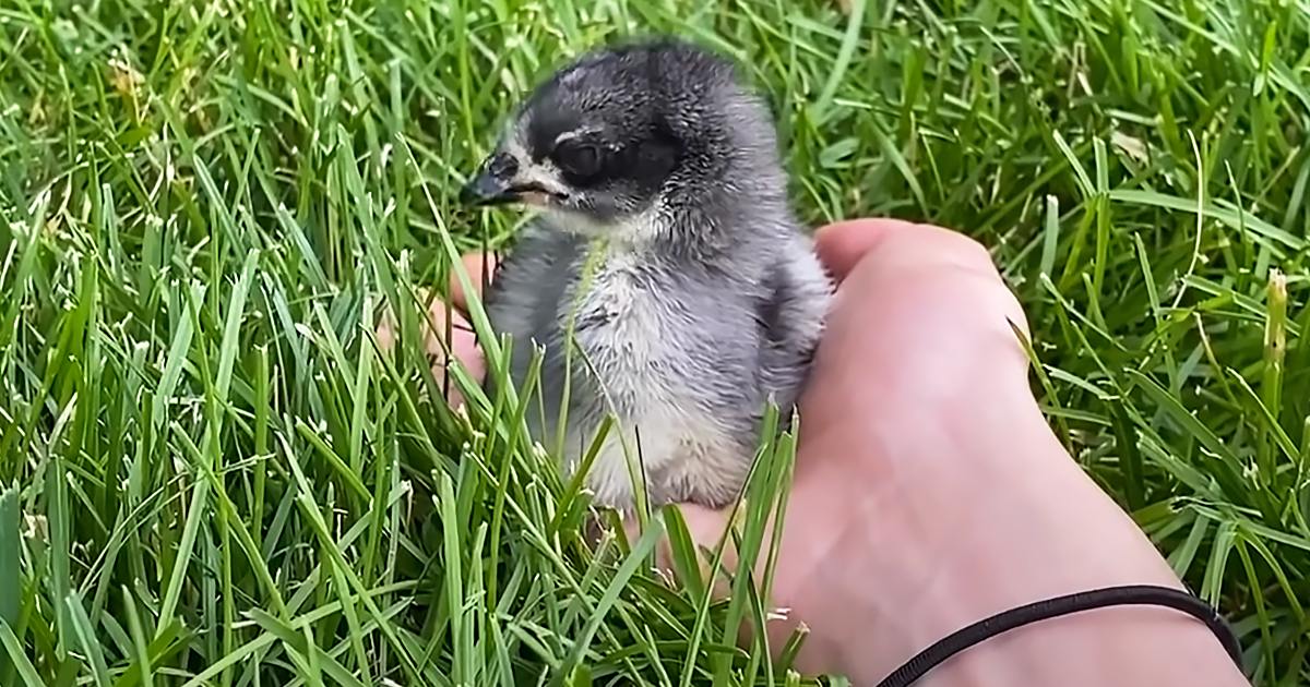 A baby chick with fluffy downy gray feathers, held by an adult hand outdoors in a grassy area on what appears to be a warm day.