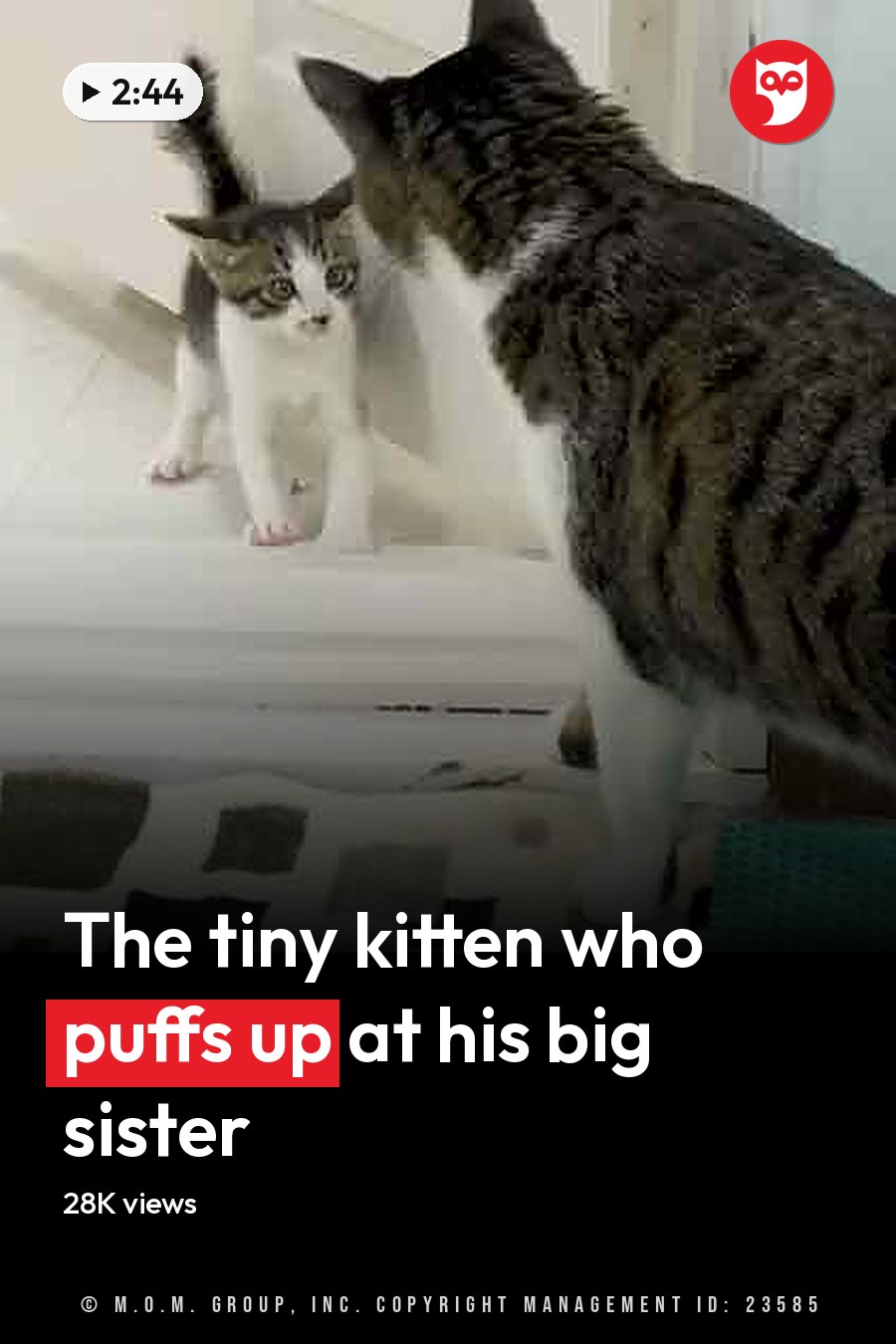 A domestic short-haired cat with dark stripes on a lighter background lounges beside its kitten companion in a cozy bedroom setting, with pink bedding and geometric-patterned rug. The headline runs in white letters across the lower third.