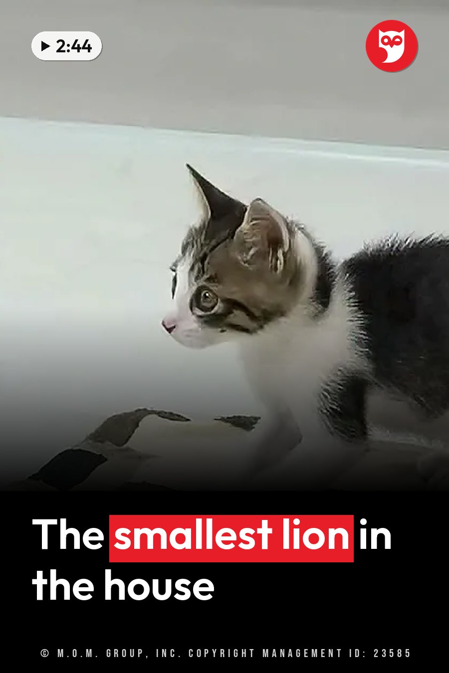 A small gray-and-white kitten stands on a light-colored surface and looks off to one side. A headline runs in white letters across the lower third.