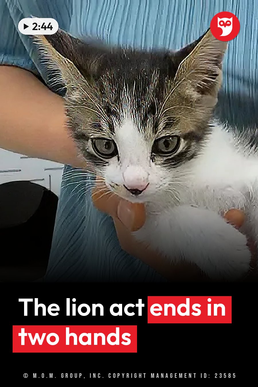 A small gray-and-white kitten with wide eyes is held by a person wearing blue clothing. A headline runs in white letters across the lower third.
