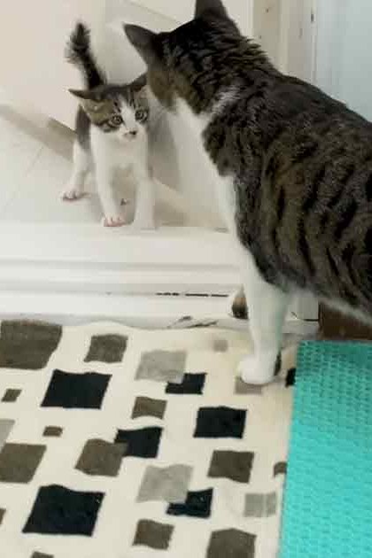 A domestic short-haired cat with dark stripes on a lighter background lounges beside its kitten companion in a cozy bedroom setting, with pink bedding and geometric-patterned rug.
